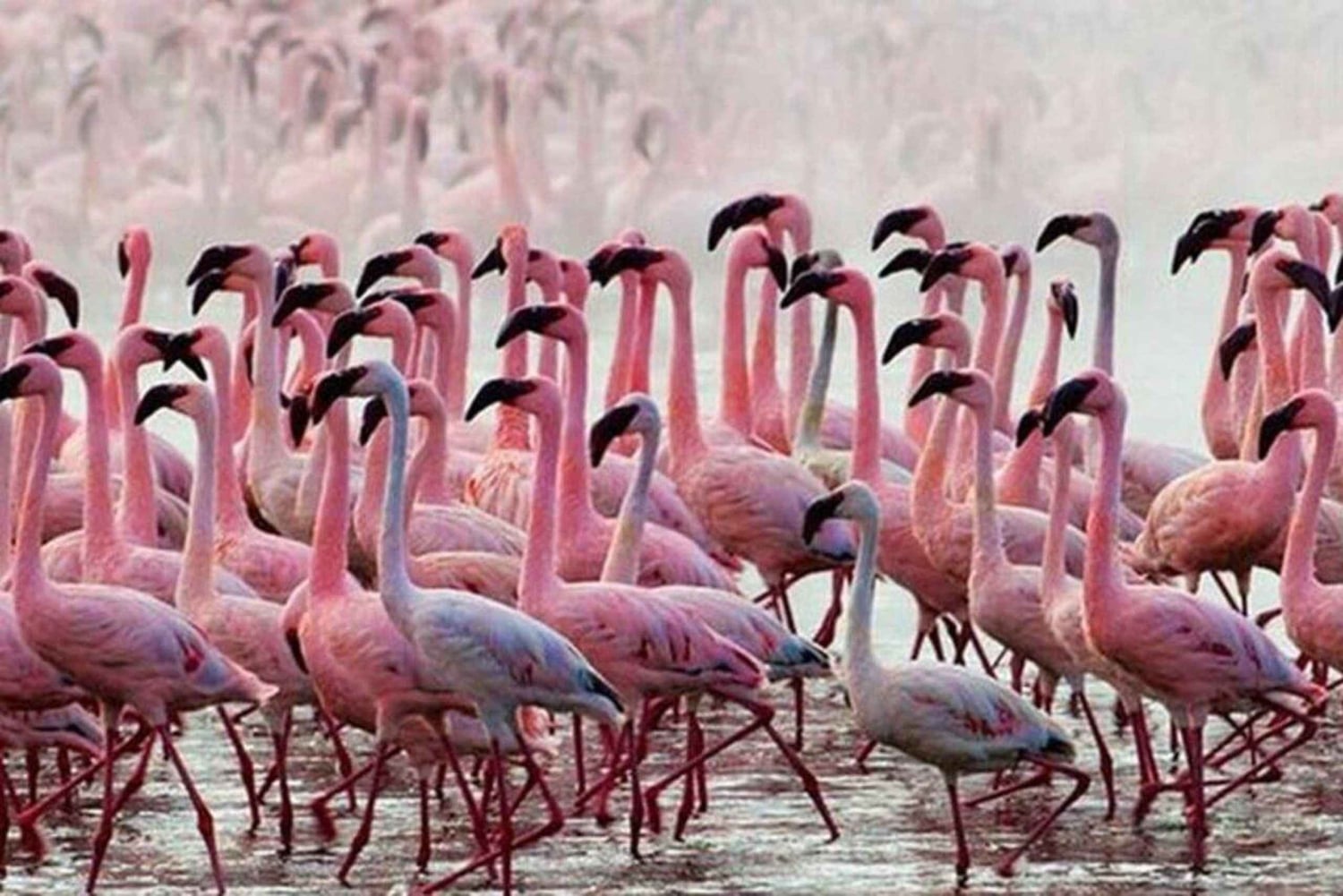 Lake Baringo: Boat Ride and Njemps Village Tour