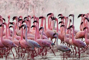 Lake Baringo: Boat Ride and Njemps Village Tour