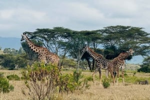 Park Narodowy Amboseli – safari z przewodnikiem, z odbiorem i dowozem