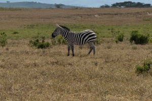 Park Narodowy Amboseli – safari z przewodnikiem, z odbiorem i dowozem