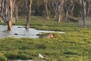 Park Narodowy Amboseli – safari z przewodnikiem, z odbiorem i dowozem