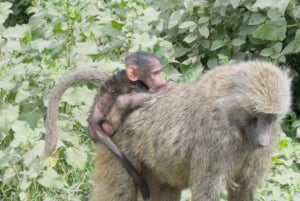 Park Narodowy Amboseli – safari z przewodnikiem, z odbiorem i dowozem