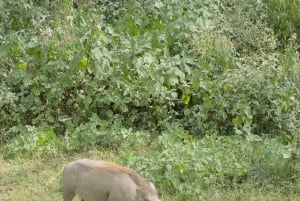 Park Narodowy Amboseli – safari z przewodnikiem, z odbiorem i dowozem