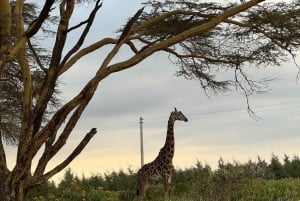 Park Narodowy Amboseli – safari z przewodnikiem, z odbiorem i dowozem