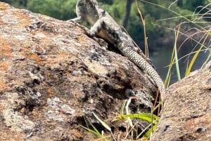 Park Narodowy Amboseli – safari z przewodnikiem, z odbiorem i dowozem