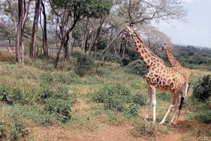 Lac Naivasha : réserve animalière de Crescent Island