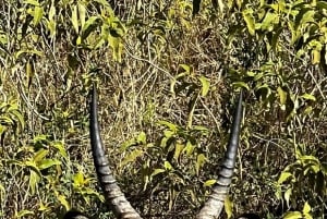 Lac Naivasha : réserve animalière de Crescent Island