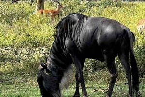 Lac Naivasha : réserve animalière de Crescent Island