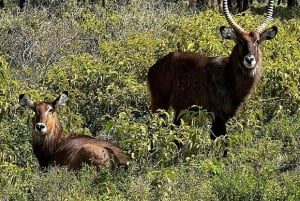Lac Naivasha : réserve animalière de Crescent Island