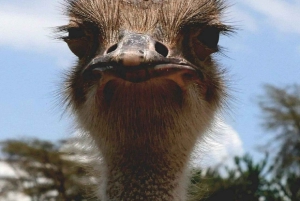 Lac Naivasha : réserve animalière de Crescent Island