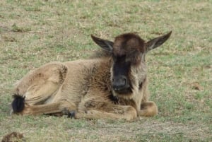 Lac Naivasha : réserve animalière de Crescent Island