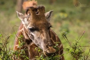 Lake Naivasha and hellsgate day tour from Nairobi