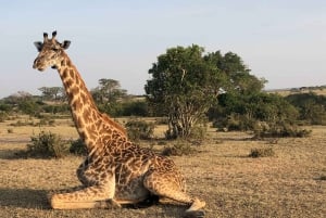 Lake Naivasha: Boat Ride and Crescent Island Guided Walk. AW