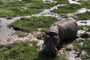 Lake Naivasha: Boat Ride and Crescent Island Guided Walk. AW