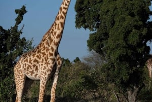 Lake Naivasha: Boat Ride and Crescent Island Guided Walk. AW