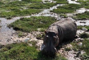 Lake Naivasha: Boat Ride and Crescent Island Guided Walk. AW