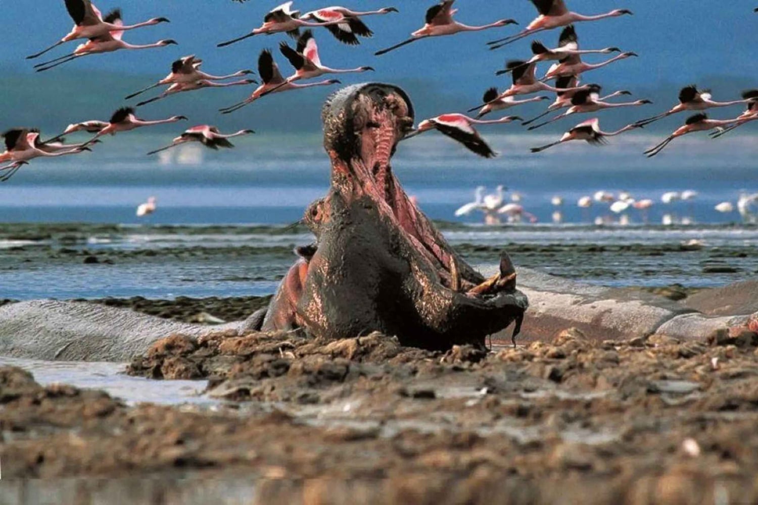 Lago Naivasha: Santuario de Fauna de la Isla Crescent