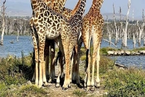 Lago Naivasha: Santuario de Fauna de la Isla Crescent