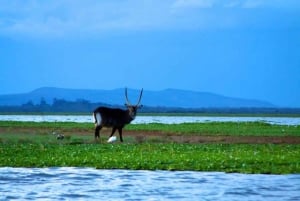Lago Naivasha: Santuario de Fauna de la Isla Crescent