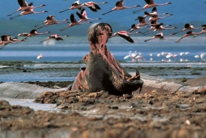 Naivashasjön: Crescent Island Game Sanctuary