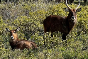 Naivashasjön: Crescent Island Game Sanctuary