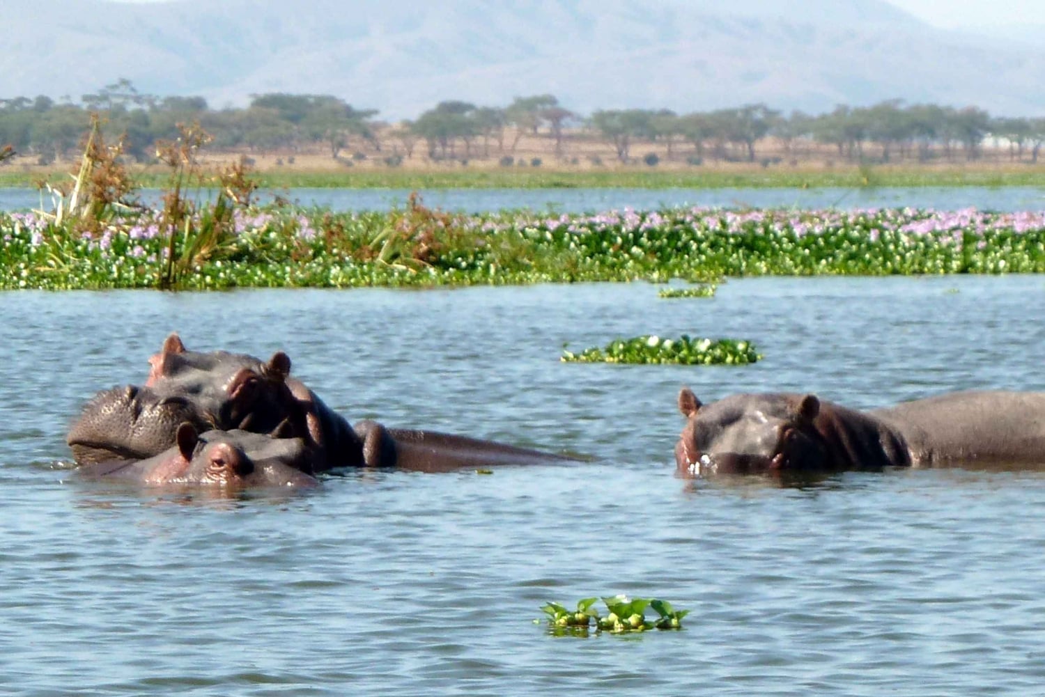 Lake Naivasha dagtour inclusief halvemaan eiland