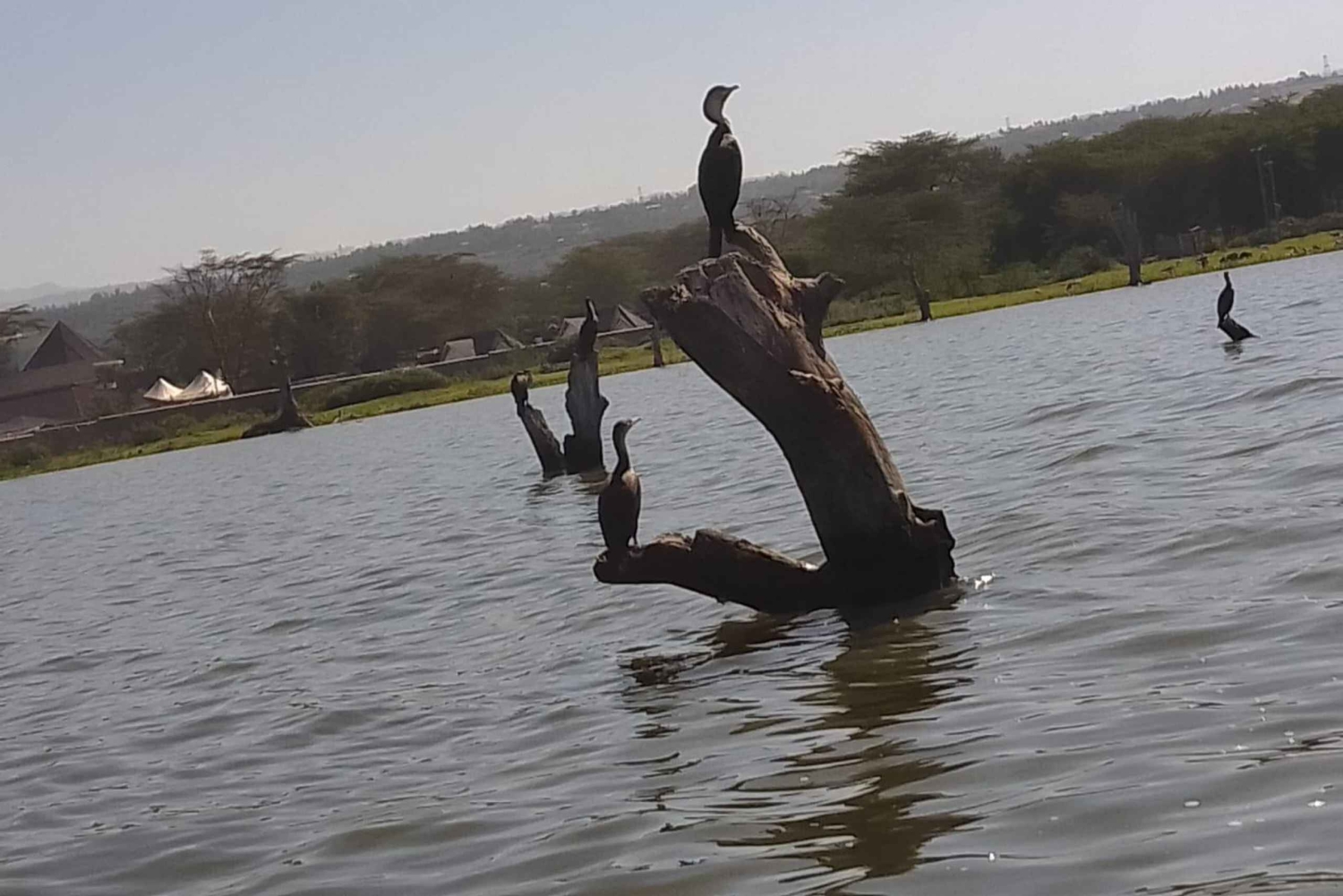 Lake Naivasha dagtour inclusief halvemaan eiland