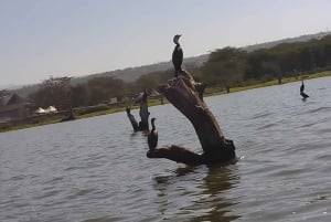 Excursion d'une journée au lac Naivasha, y compris l'île du Croissant