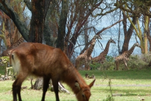 Lake Naivasha dagtour inclusief halvemaan eiland