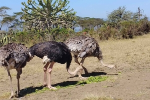 Lake Naivasha dagtour inclusief halvemaan eiland