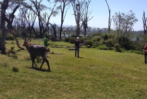 Lake Naivasha dagtour inclusief halvemaan eiland