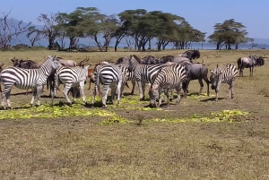Lake Naivasha dagtour inclusief halvemaan eiland