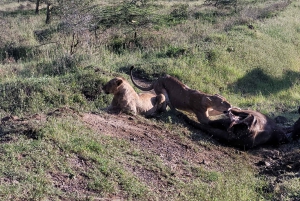 ナクル湖1泊2日サファリ。