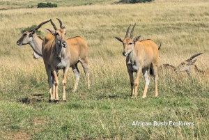 ナクル湖1泊2日サファリ。
