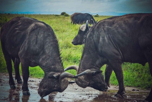 ナクル湖1泊2日サファリ。