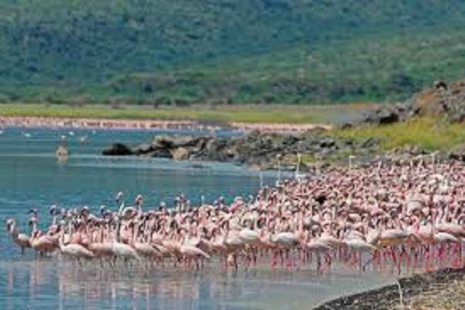 Jednodniowa wycieczka nad jezioro Nakuru z Nairobi