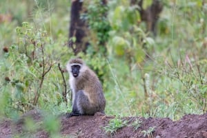 Lake Nakuru day trip from Nairobi