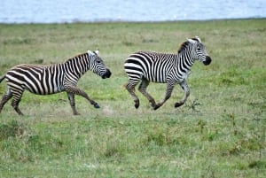 Lake Nakuru day trip from Nairobi