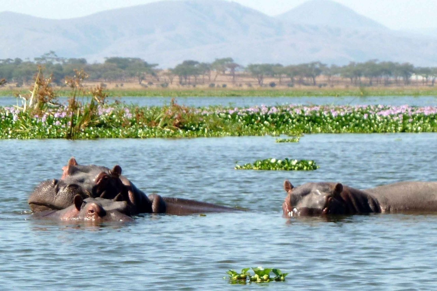 Nakuru-järven kansallispuiston päiväretki Nairobista käsin
