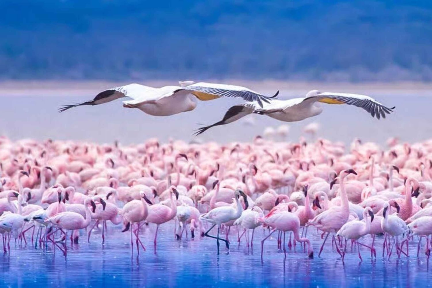 Excursión de 1 día al Parque Nacional del Lago Nakuru desde Nairobi.