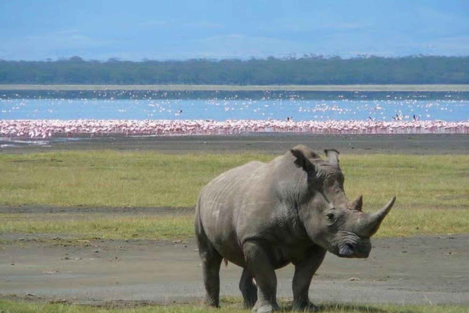 Excursión de 1 día al Parque Nacional del Lago Nakuru desde Nairobi.