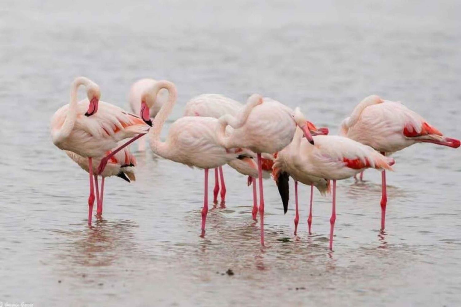 Excursión de 1 día al Parque Nacional del Lago Nakuru desde Nairobi.