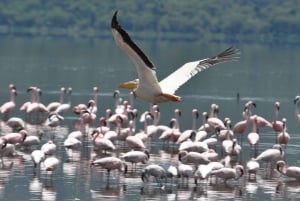 From Nairobi: Lake Nakuru National Park Day Trip