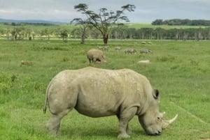 Vanuit Nairobi: dagtour naar nationaal park Lake Nakuru