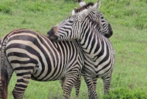 Vanuit Nairobi: dagtour naar nationaal park Lake Nakuru