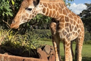 Vanuit Nairobi: dagtour naar nationaal park Lake Nakuru