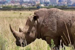 Vanuit Nairobi: dagtour naar nationaal park Lake Nakuru