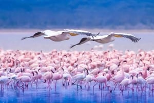 Excursión de 1 día al Parque Nacional del Lago Nakuru desde Nairobi.