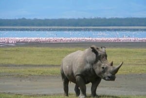 Excursión de 1 día al Parque Nacional del Lago Nakuru desde Nairobi.