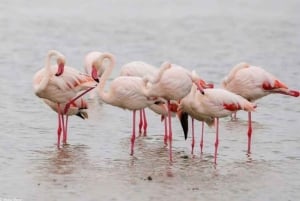 Excursión de 1 día al Parque Nacional del Lago Nakuru desde Nairobi.